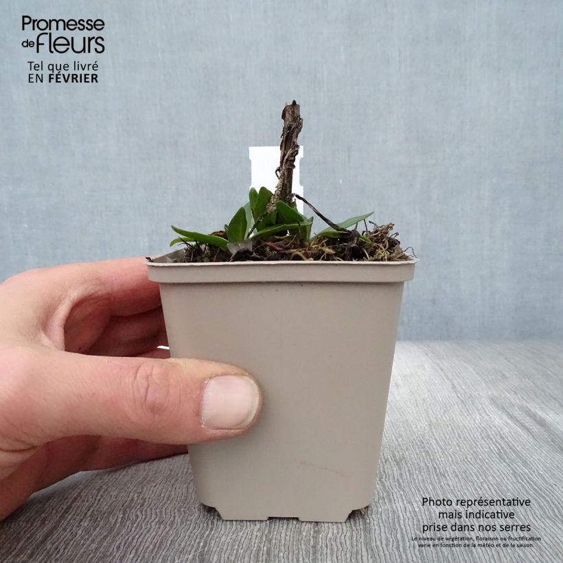 Helenium autumnale Short and Sassy 8/9 cm pot sample as delivered in winter