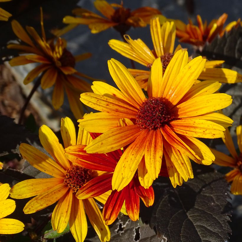 Helenium Strawberry Sundae (Flowering)