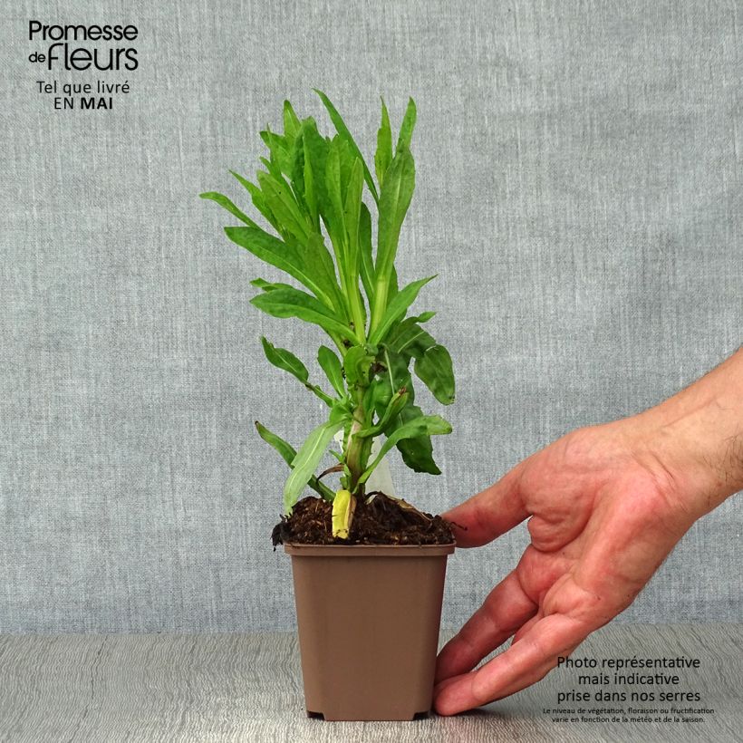 Helenium Waltraut 8/9 cm pot sample as delivered in spring