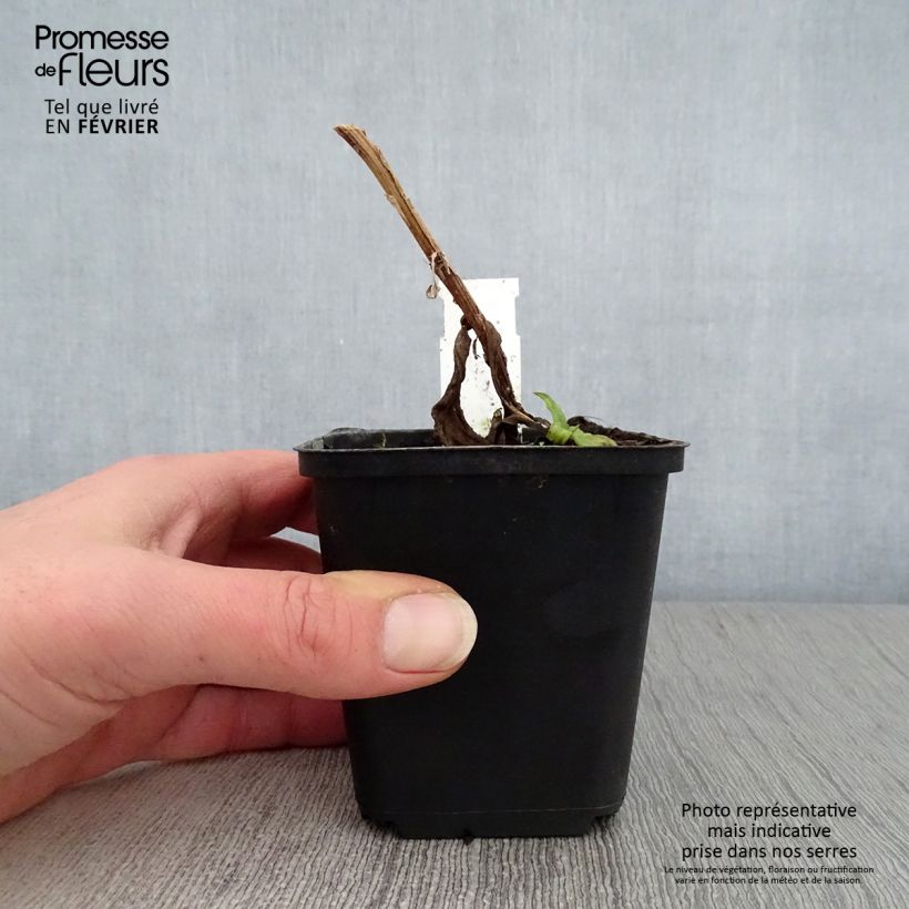 Helenium Wyndley 8/9 cm pot sample as delivered in winter