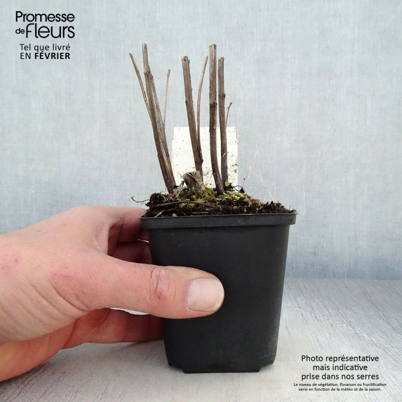 Helenium Moerheim Beauty 8/9 cm pot sample as delivered in winter