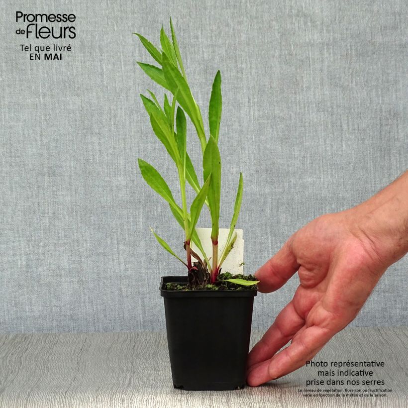 Helenium Moerheim Beauty 8/9 cm pot sample as delivered in spring