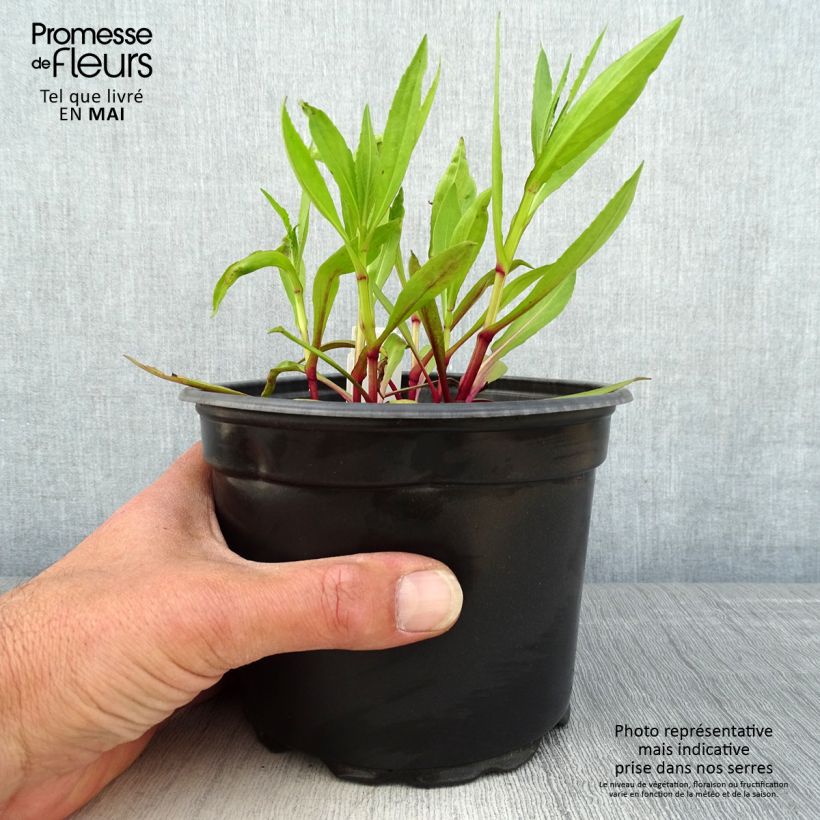 Helenium Moerheim Beauty 2L/3L pot sample as delivered in spring