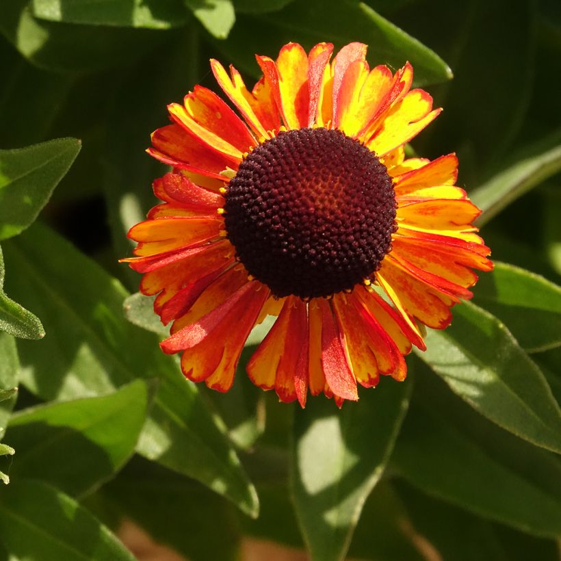 Helenium autumnale Short and Sassy (Flowering)