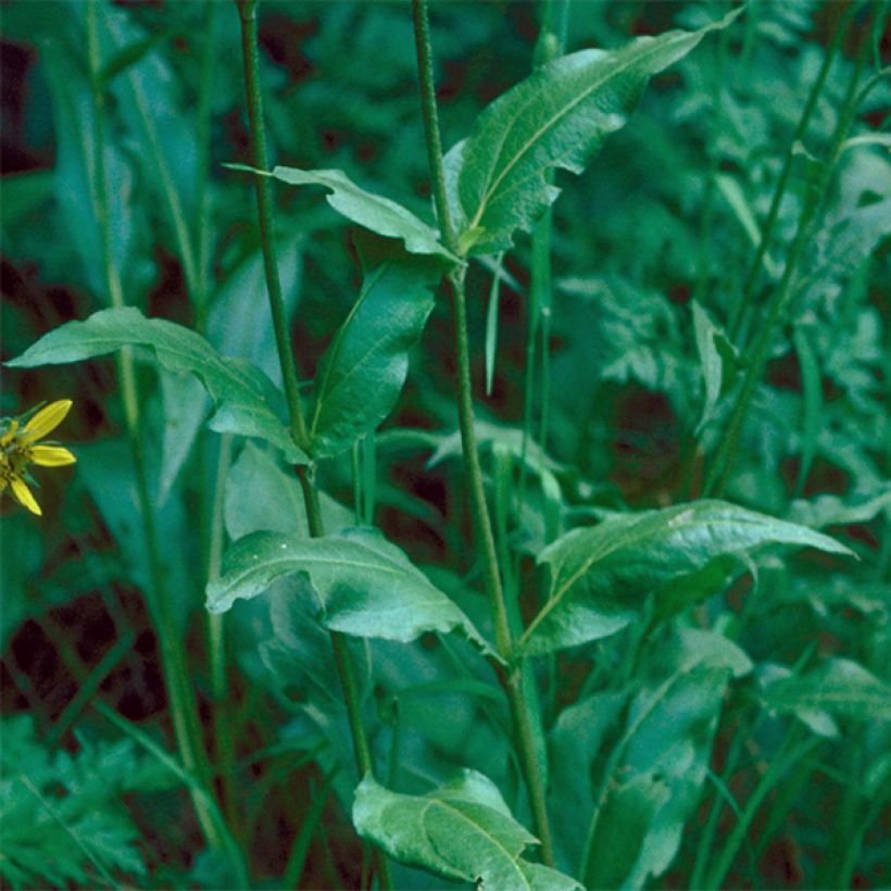 Helianthella quinquernervis (Foliage)
