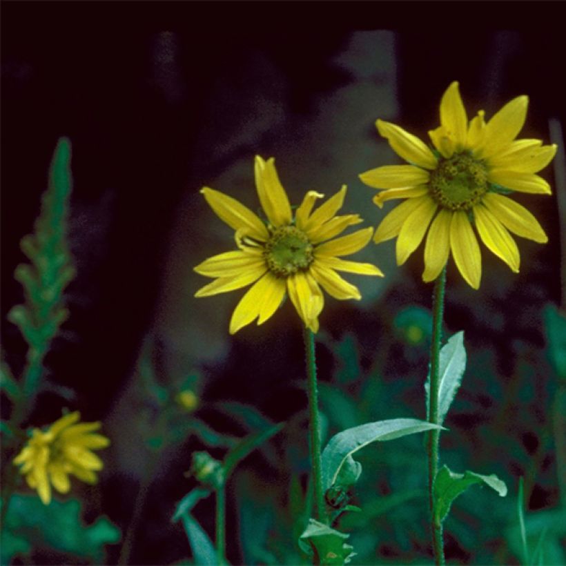 Helianthella quinquernervis (Flowering)
