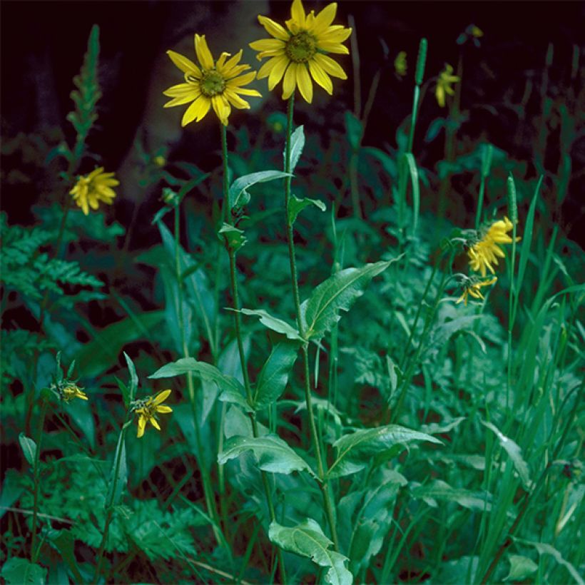 Helianthella quinquernervis (Plant habit)