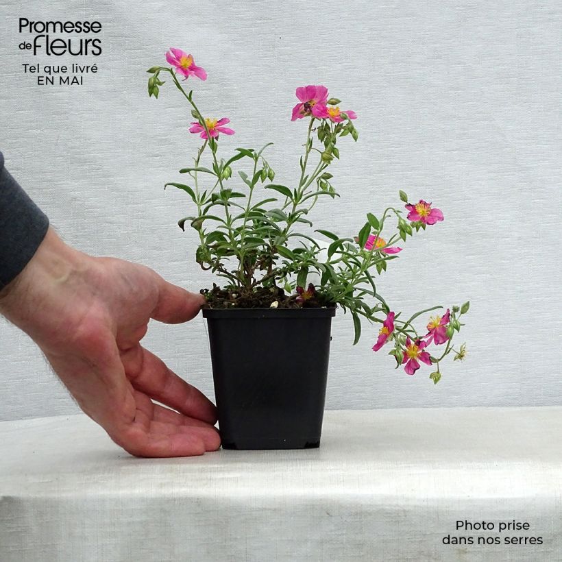 Helianthemum Raspberry Ripple - Rock Rose 8/9 cm pot sample as delivered in spring