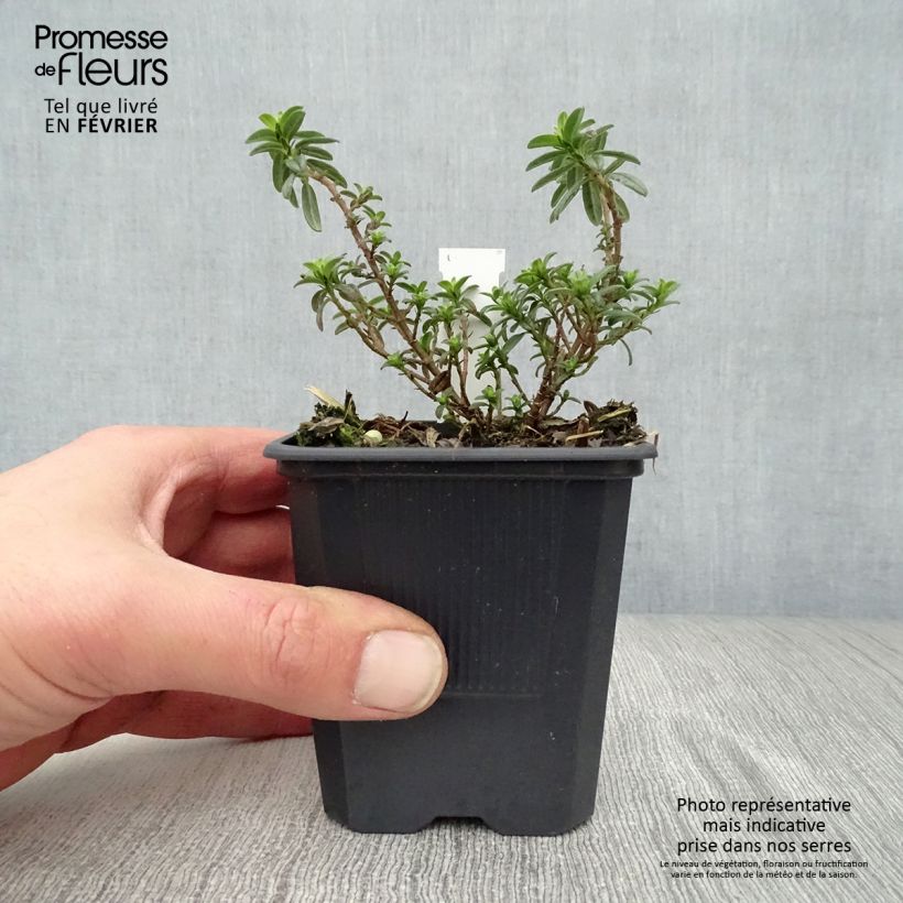 Helianthemum Ben Fhada - Rock Rose 7/8 cm pot sample as delivered in winter