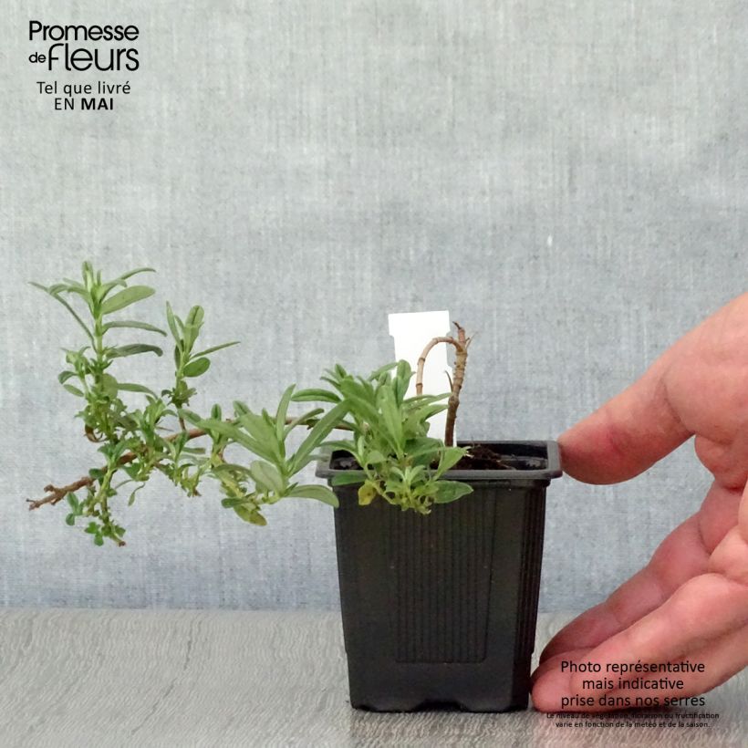 Helianthemum Ben Fhada - Rock Rose 7/8 cm pot sample as delivered in spring