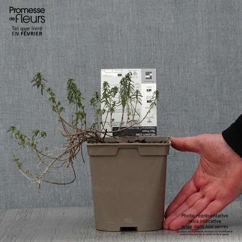 Helianthemum Ben Fhada - Rock Rose 2L/3L pot sample as delivered in winter