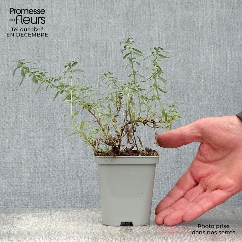 Helianthemum Ben Hope - Rock Rose 8/9 cm pot sample as delivered in winter