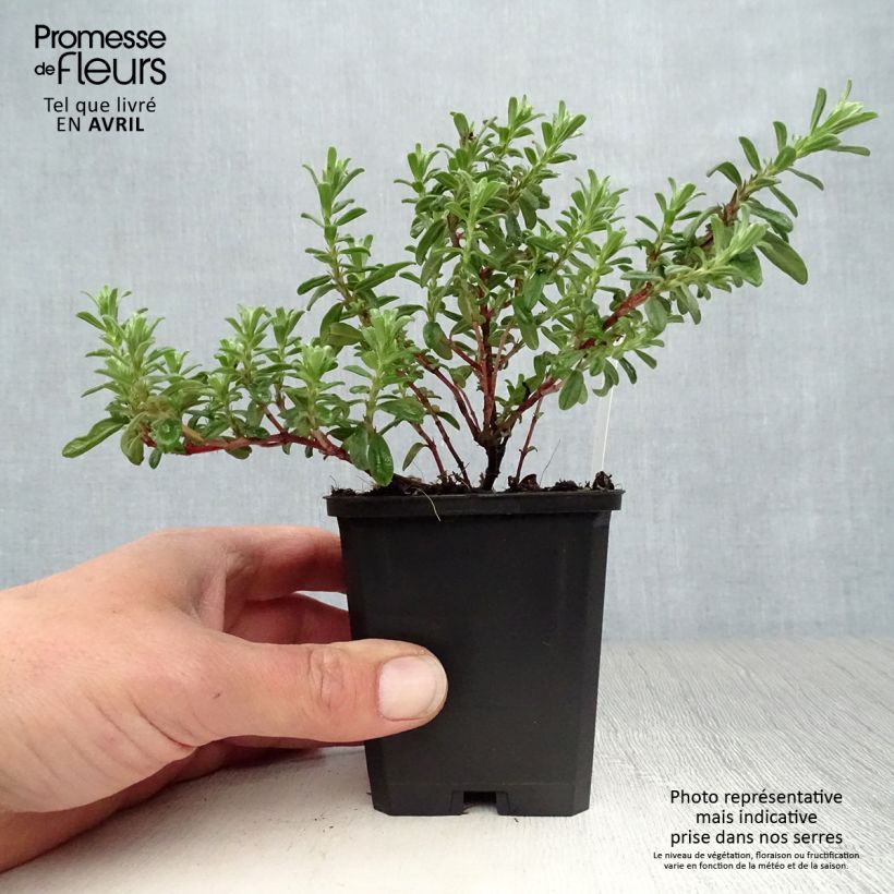 Helianthemum Ben Hope - Rock Rose 8/9 cm pot sample as delivered in spring