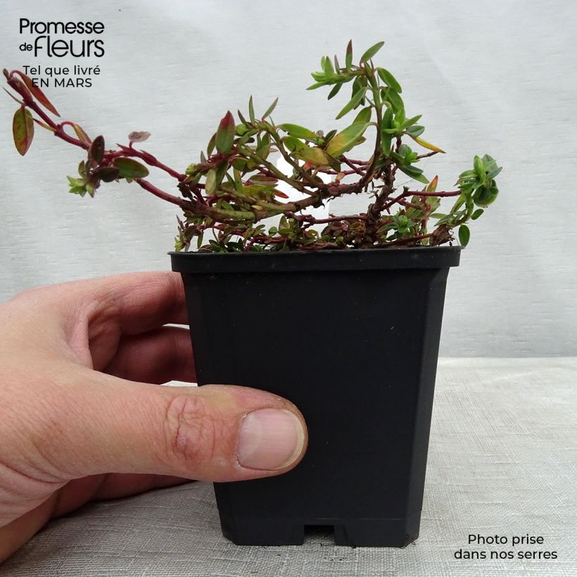 Helianthemum Bronzeteppich - Rock Rose 8/9 cm pot sample as delivered in winter