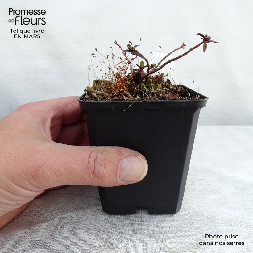 Helianthemum Elfenbeinglanz - Rock Rose 8/9 cm pot sample as delivered in winter