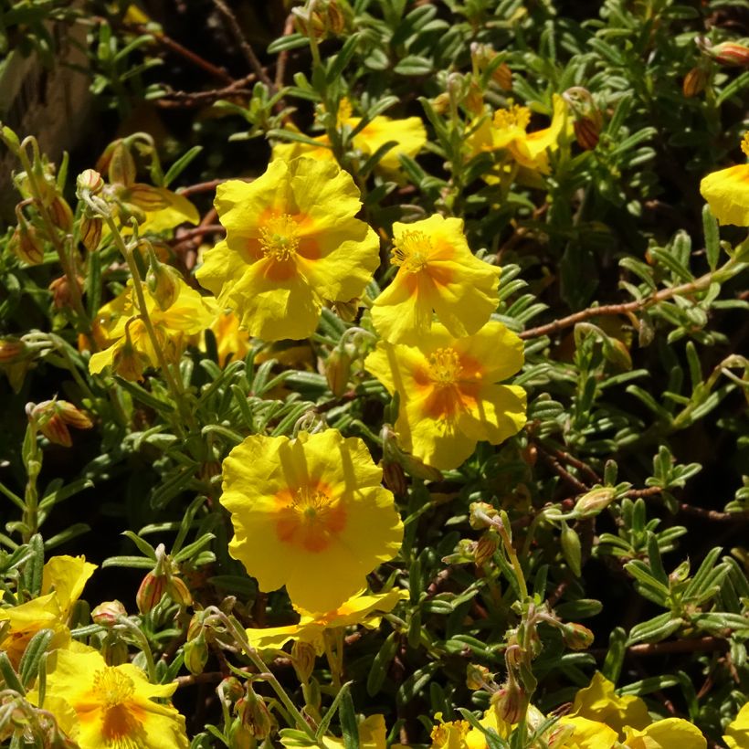 Helianthemum Golden Queen - Rock Rose (Flowering)