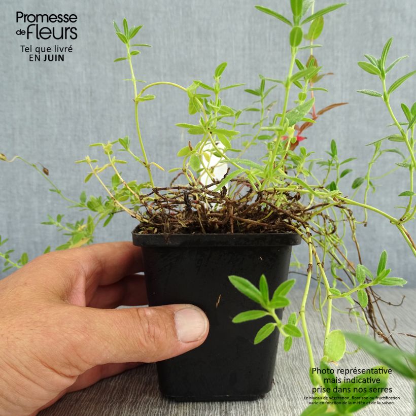 Helianthemum Hartswood Ruby - Rock Rose 7/8 cm pot sample as delivered in summer