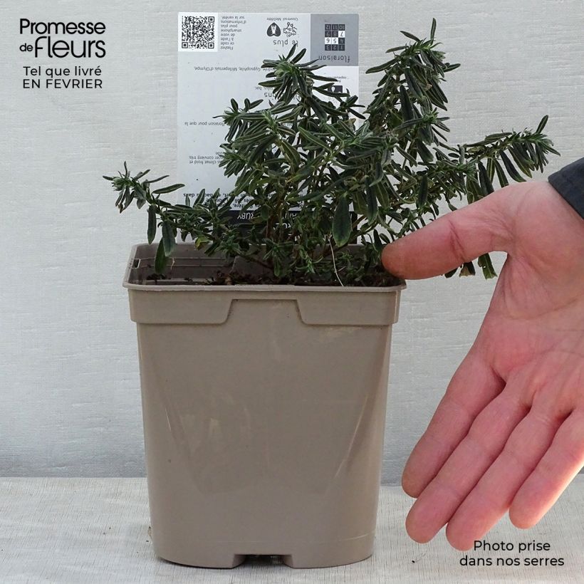 Helianthemum Hartswood Ruby - Rock Rose 2L/3L pot sample as delivered in winter