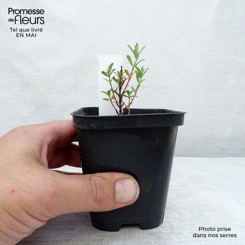 Helianthemum Hartswood Ruby - Rock Rose 7/8 cm pot sample as delivered in spring