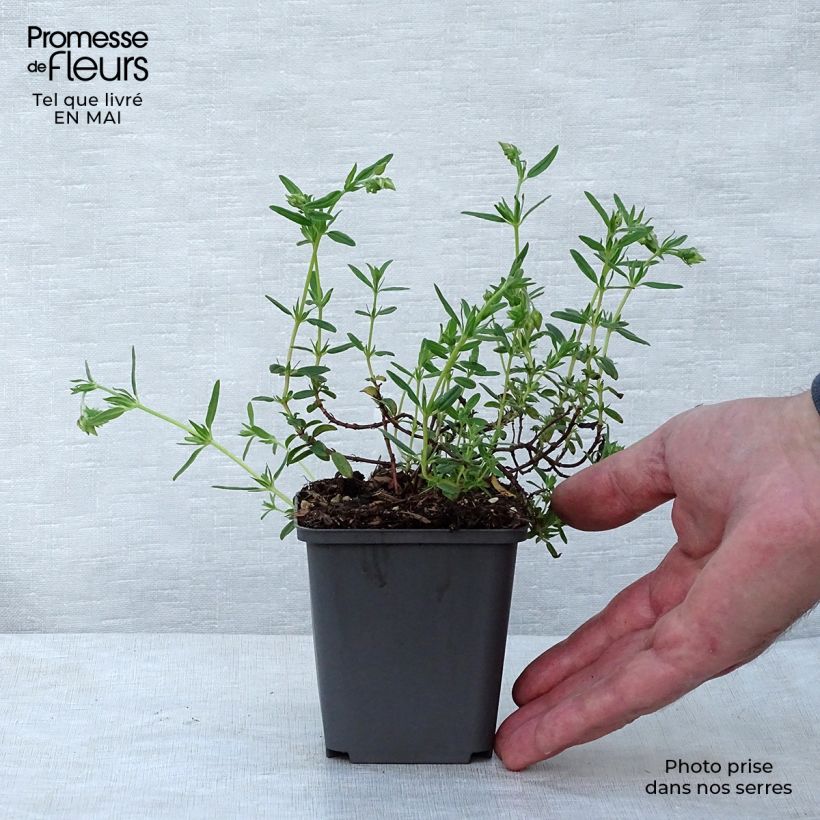 Helianthemum Lawrensons Pink - Rock Rose 8/9 cm pot sample as delivered in spring