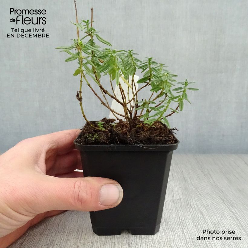 Helianthemum Lawrensons Pink - Rock Rose 8/9 cm pot sample as delivered in winter