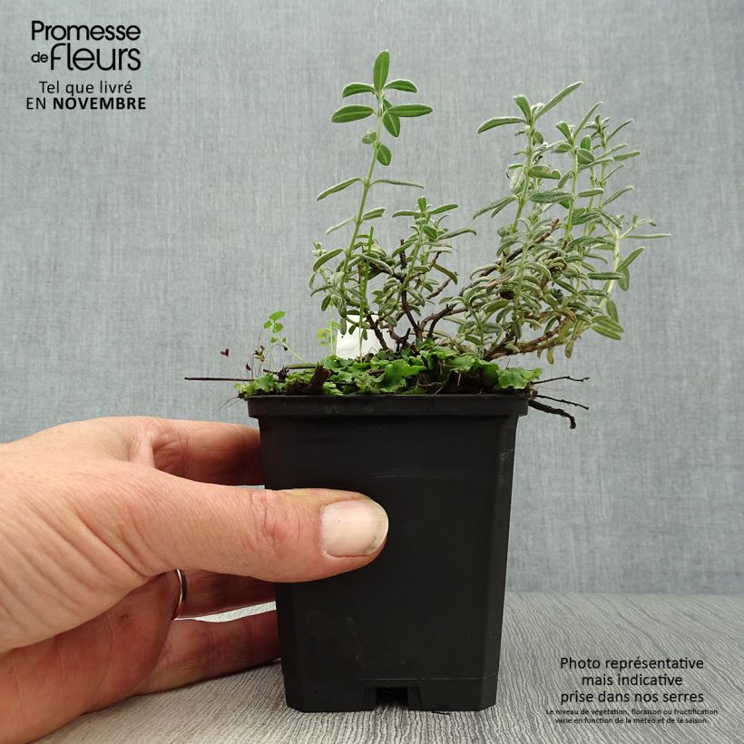 Helianthemum Rhodanthe Carneum - Rock Rose 8/9 cm pot sample as delivered in autumn
