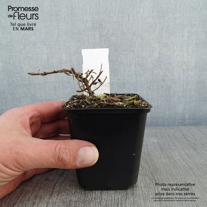 Helianthemum Supreme - Rock Rose 8/9 cm pot sample as delivered in winter