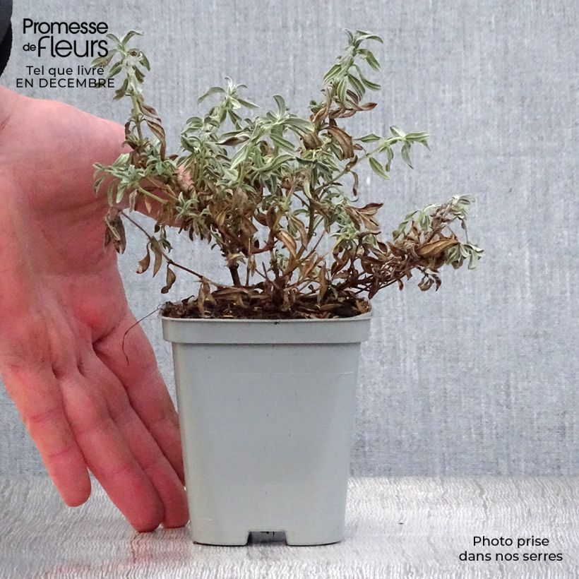 Helianthemum The Bride - Rock Rose 8/9 cm pot sample as delivered in winter