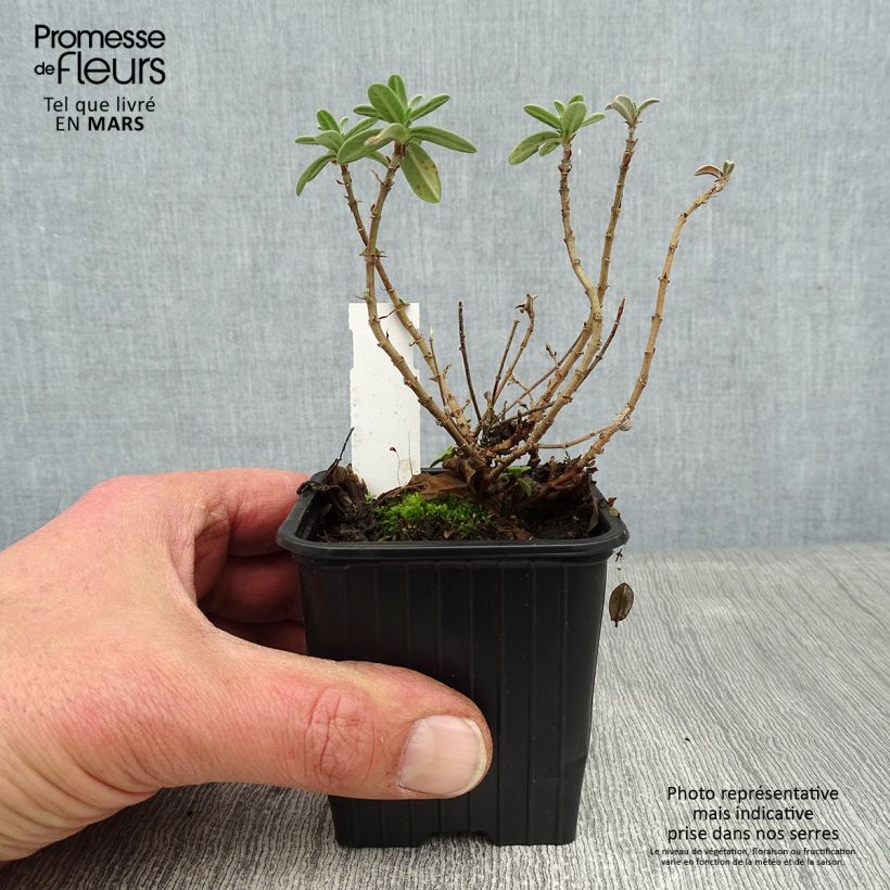 Helianthemum Tomato Red - Rock Rose 8/9 cm pot sample as delivered in winter