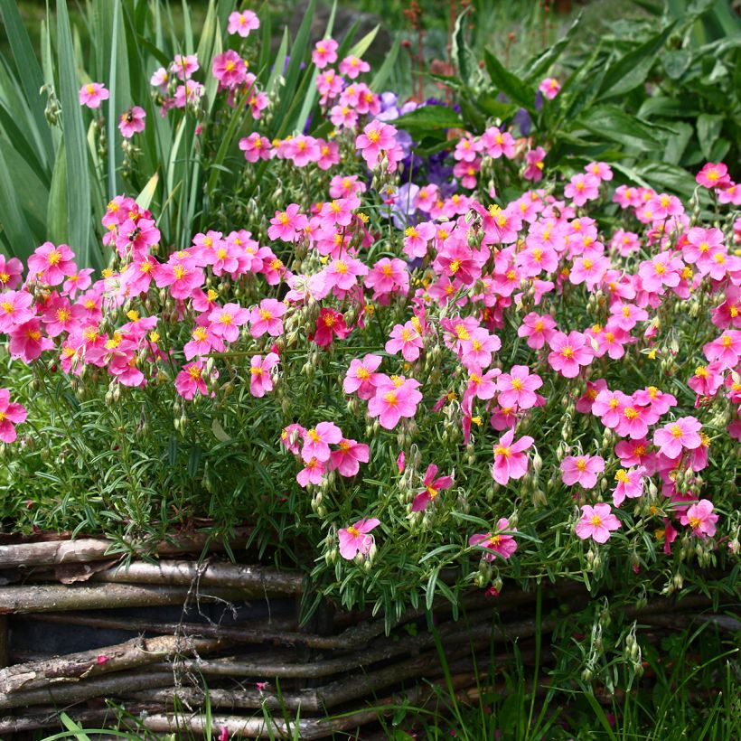 Helianthemum Lawrensons Pink - Rock Rose (Plant habit)