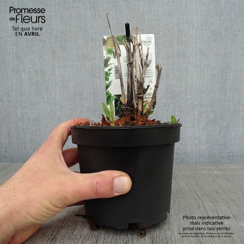 Helianthi - Helianthus strumosus 1.5L/2L pot sample as delivered in spring