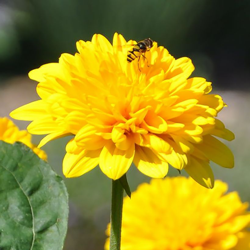 Helianthus multiflorus x decapetalus 'Sunshine Daydream' (Flowering)