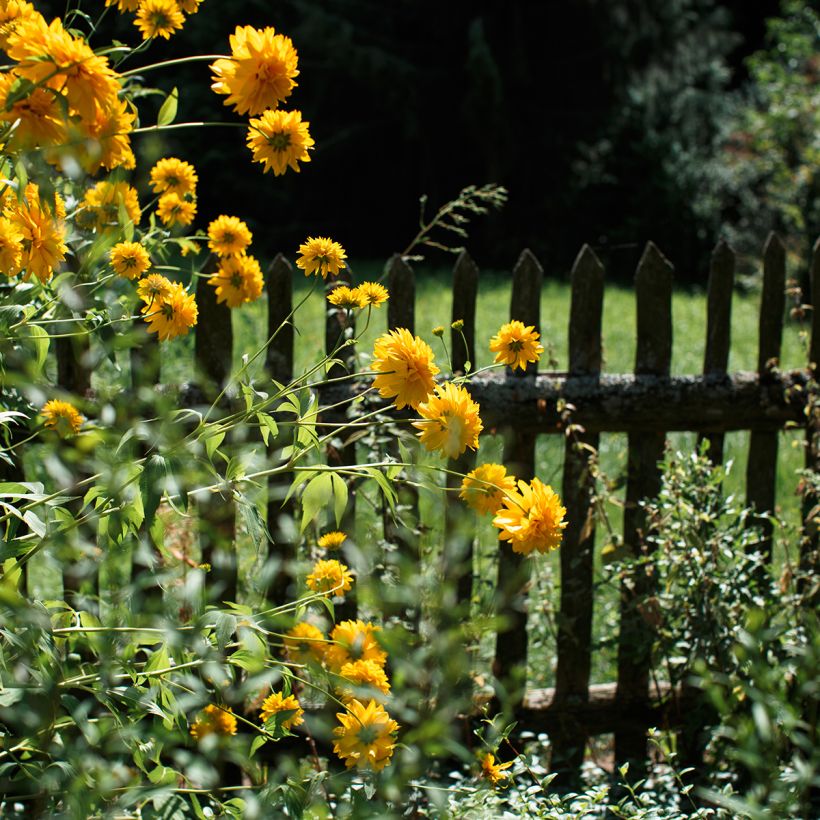 Helianthus multiflorus x decapetalus 'Sunshine Daydream' (Plant habit)