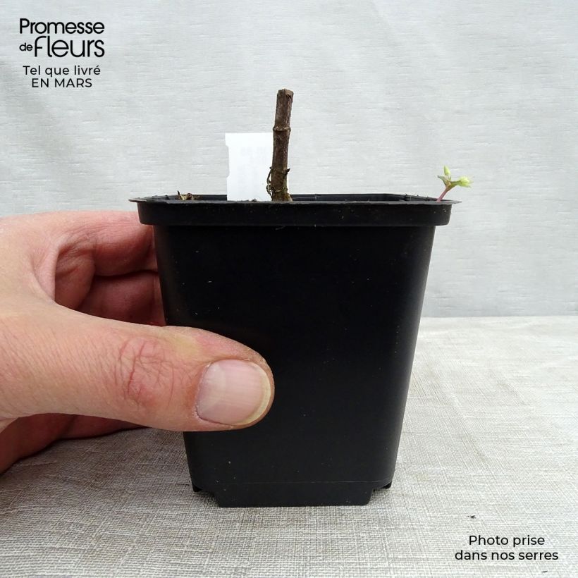 Helianthus decapetalus Capenoch Star 8/9 cm pot sample as delivered in winter