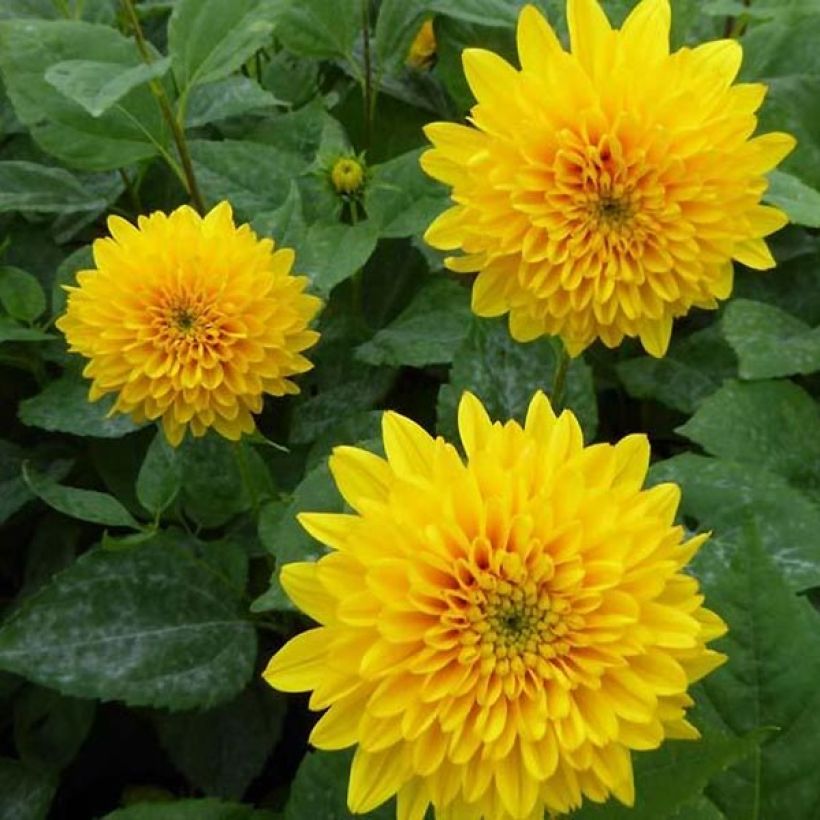 Helianthus decapetalus Soleil d'Or (Flowering)