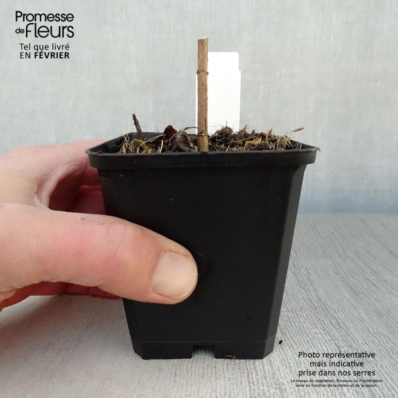 Helianthus decapetalus Soleil d'Or 8/9 cm pot sample as delivered in winter