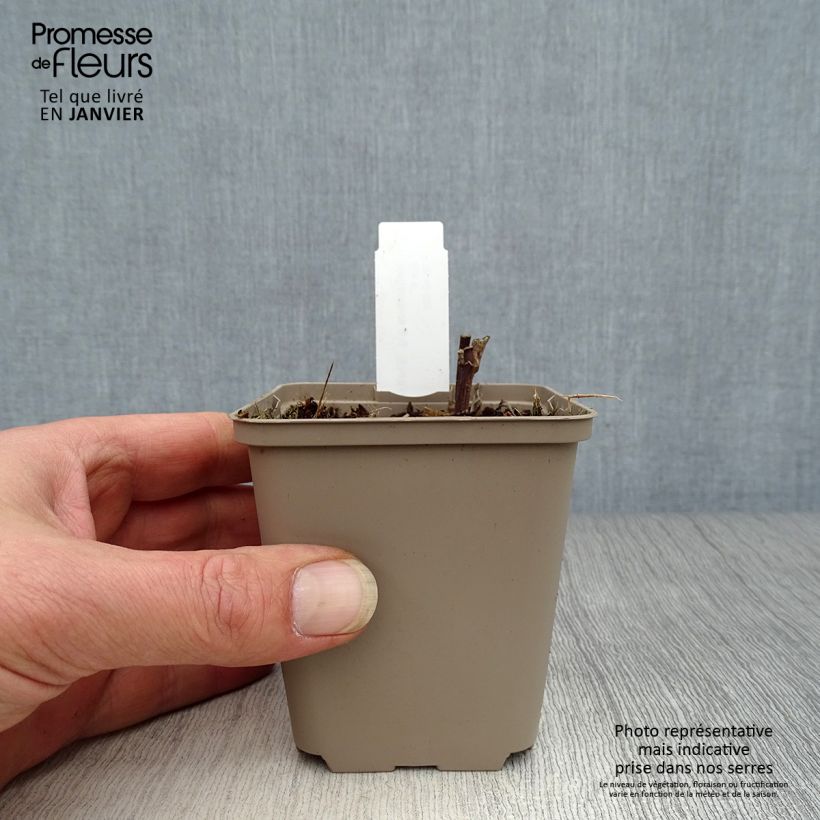 Helianthus giganteus Sheilas Sunshine 8/9 cm pot sample as delivered in winter