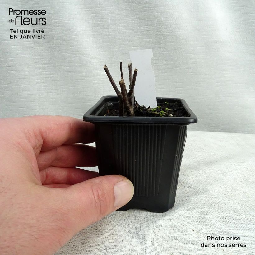 Helianthus microcephalus 8/9 cm pot sample as delivered in winter