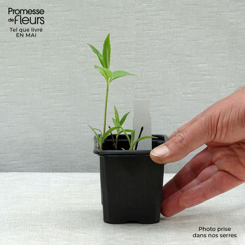 Helianthus microcephalus 8/9 cm pot sample as delivered in spring