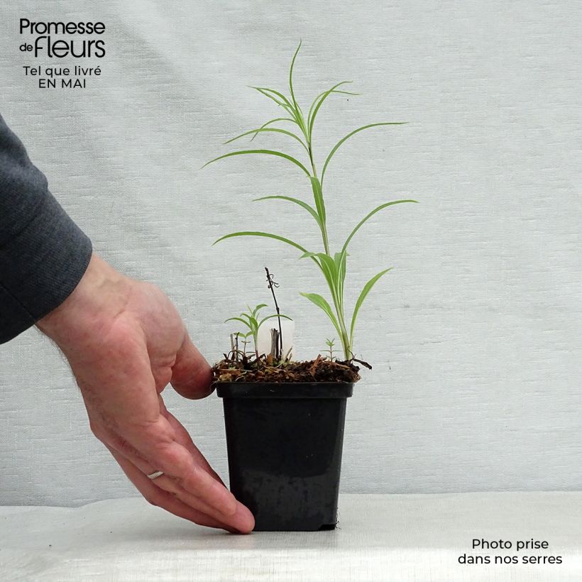 Helianthus salicifolius 8/9 cm pot sample as delivered in spring