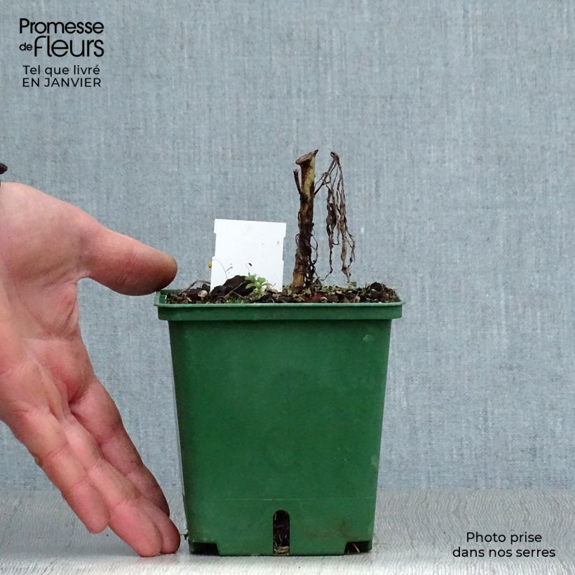 Helianthus salicifolius 8/9 cm pot sample as delivered in winter