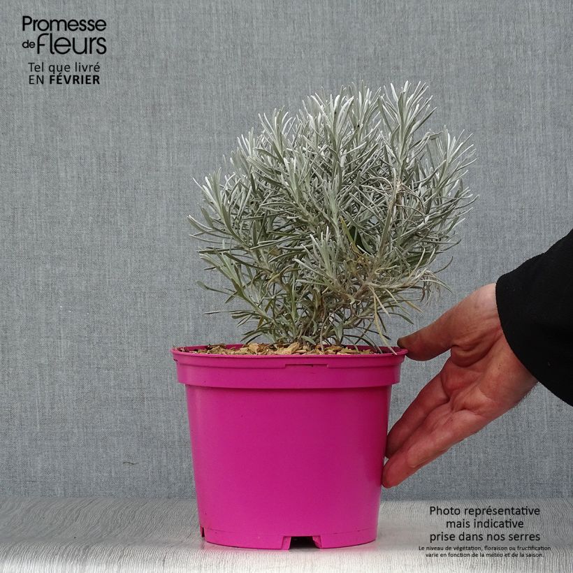 Helichrysum italicum Korma 2L/3L pot sample as delivered in winter