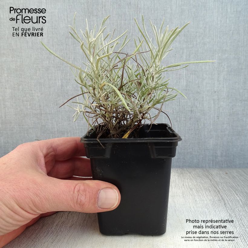 Helichrysum italicum 7/8 cm pot sample as delivered in winter