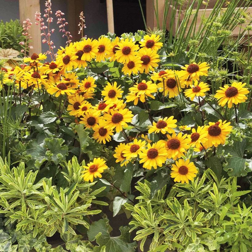 Heliopsis helianthoides var. scabra Punto Rosso (Plant habit)