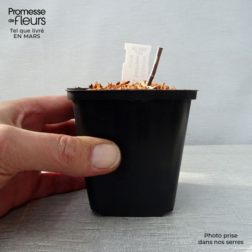 Heliopsis helianthoides Summer Pink 8/9 cm pot sample as delivered in spring