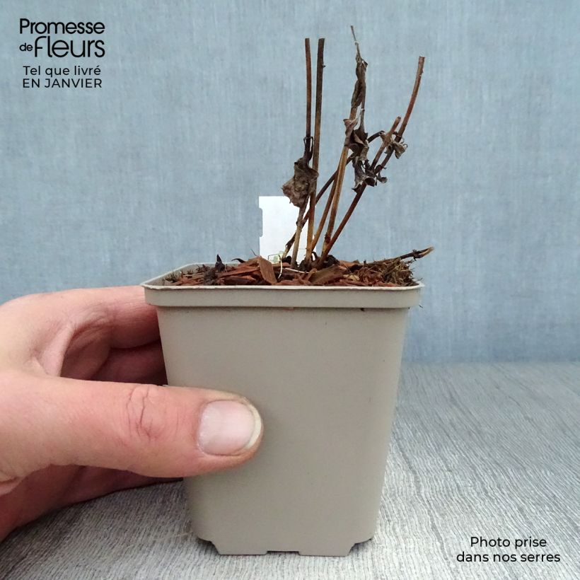 Heliopsis helianthoides var. scabra Burning Hearts 8/9 cm pot sample as delivered in winter