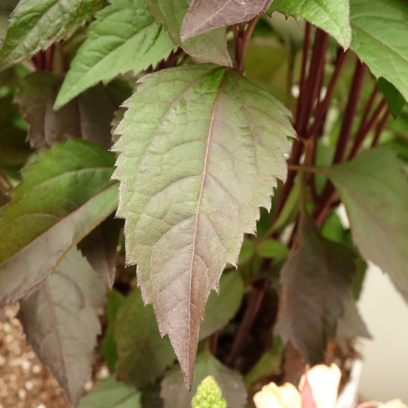 Heliopsis helianthoides var. scabra 'Funky Spinner'®  (Foliage)