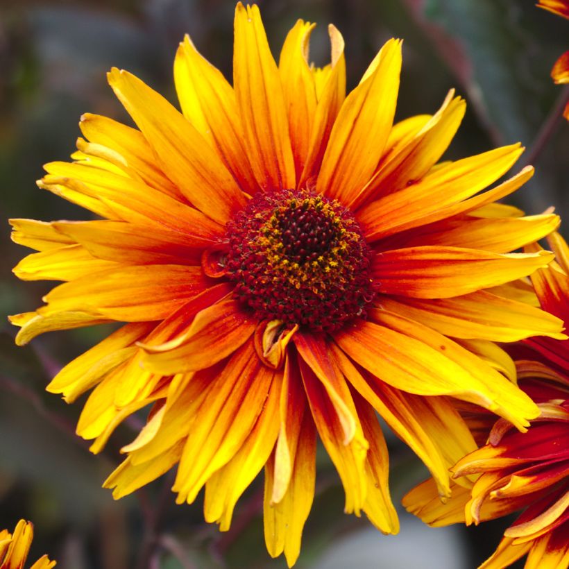 Heliopsis helianthoides var. scabra 'Funky Spinner'®  (Flowering)