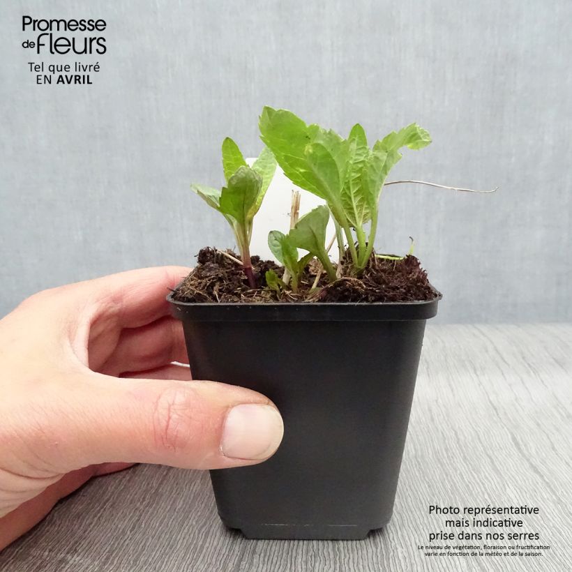 Heliopsis helianthoides var. scabra Sommersonne 7/8 cm pot sample as delivered in spring