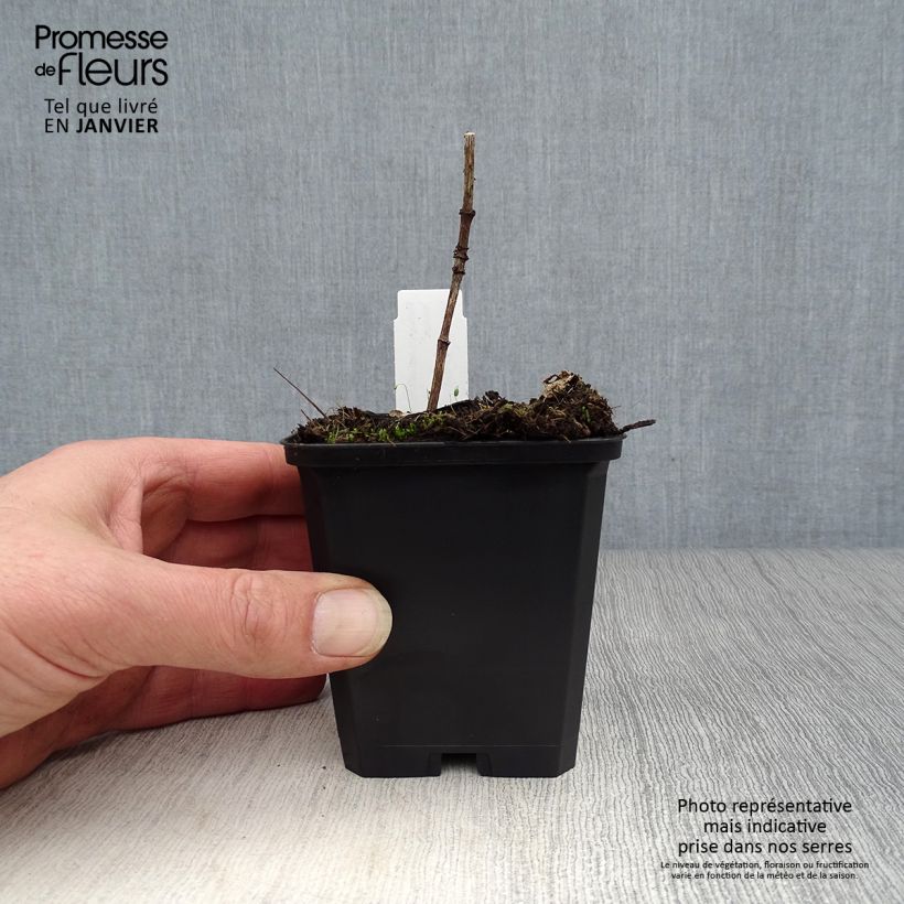 Heliopsis helianthoides var. scabra Venus 8/9 cm pot sample as delivered in winter